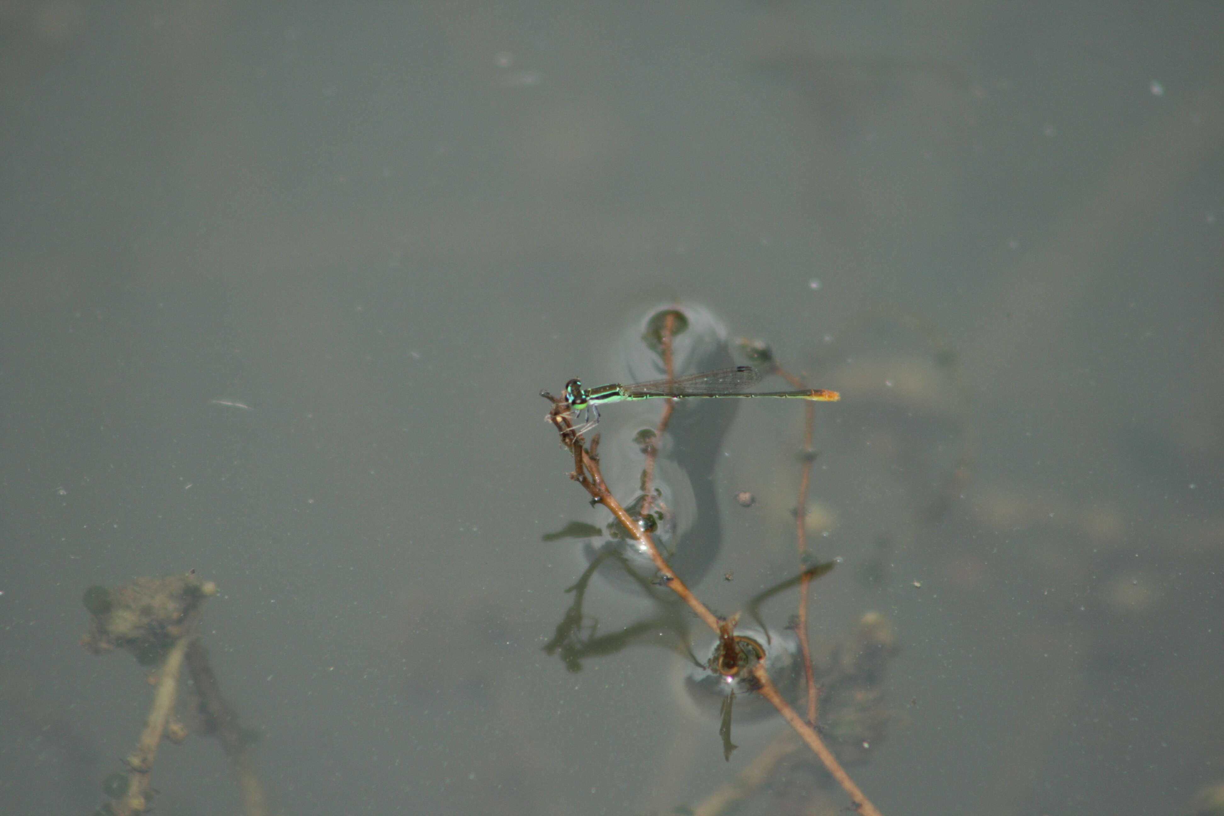 Imagem de Agriocnemis pygmaea (Rambur 1842)