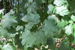 Image of sugar maple