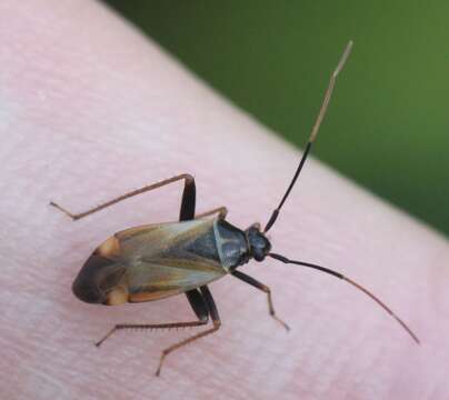 Adelphocoris seticornis (Fabricius 1775)的圖片