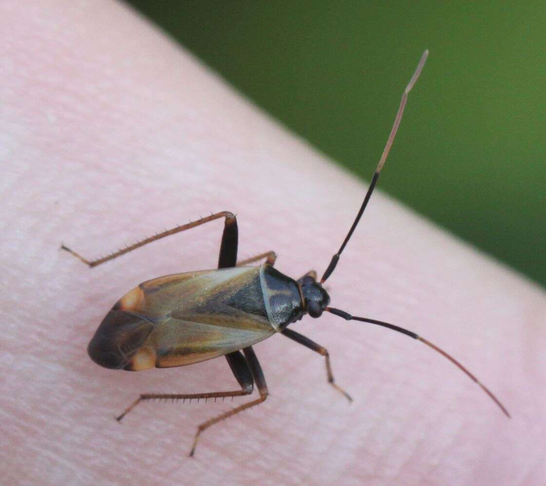 Image of Adelphocoris seticornis (Fabricius 1775)