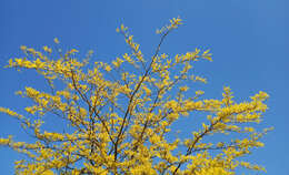 Image of Honey Locust