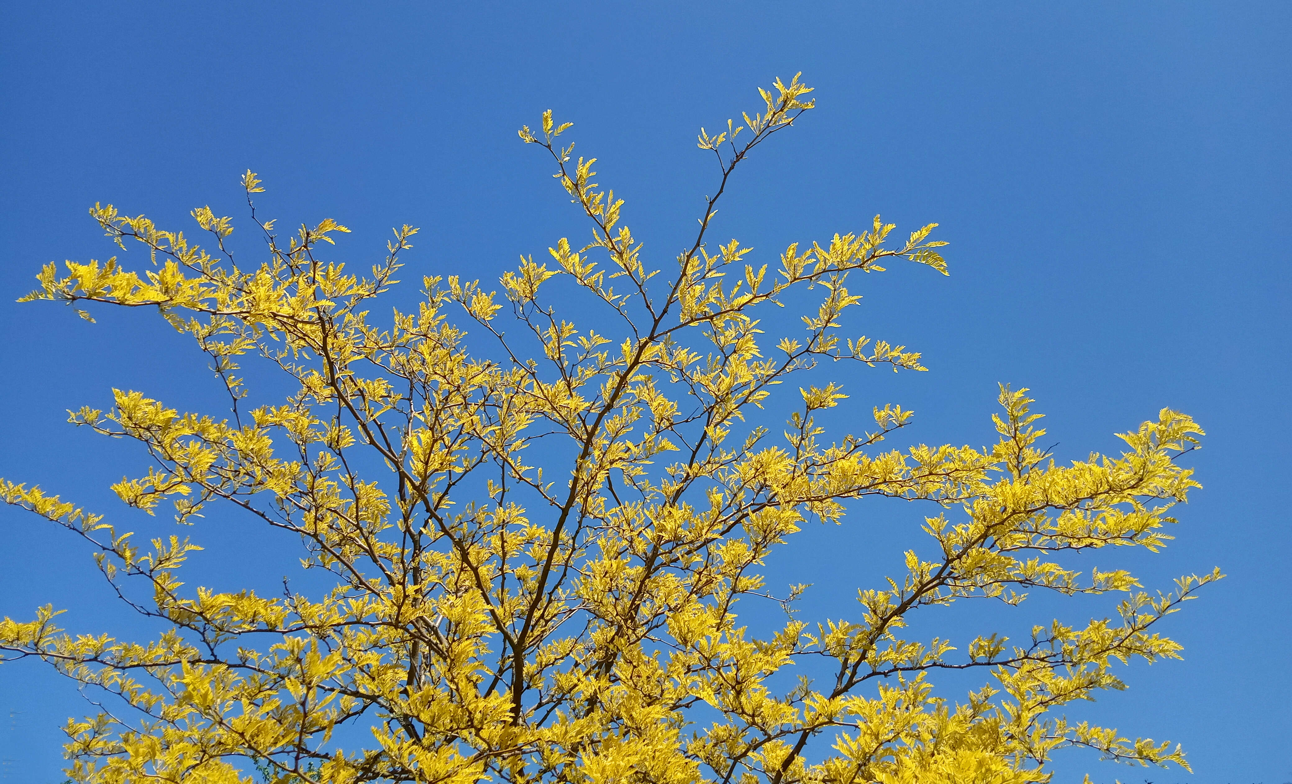 Image of Honey Locust