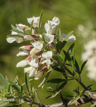 Image of Cytisus proliferus L. fil.