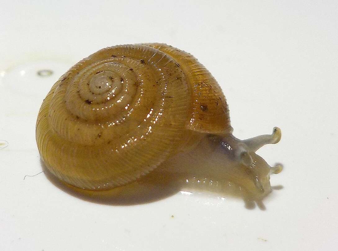 Image of Pleurodiscidae