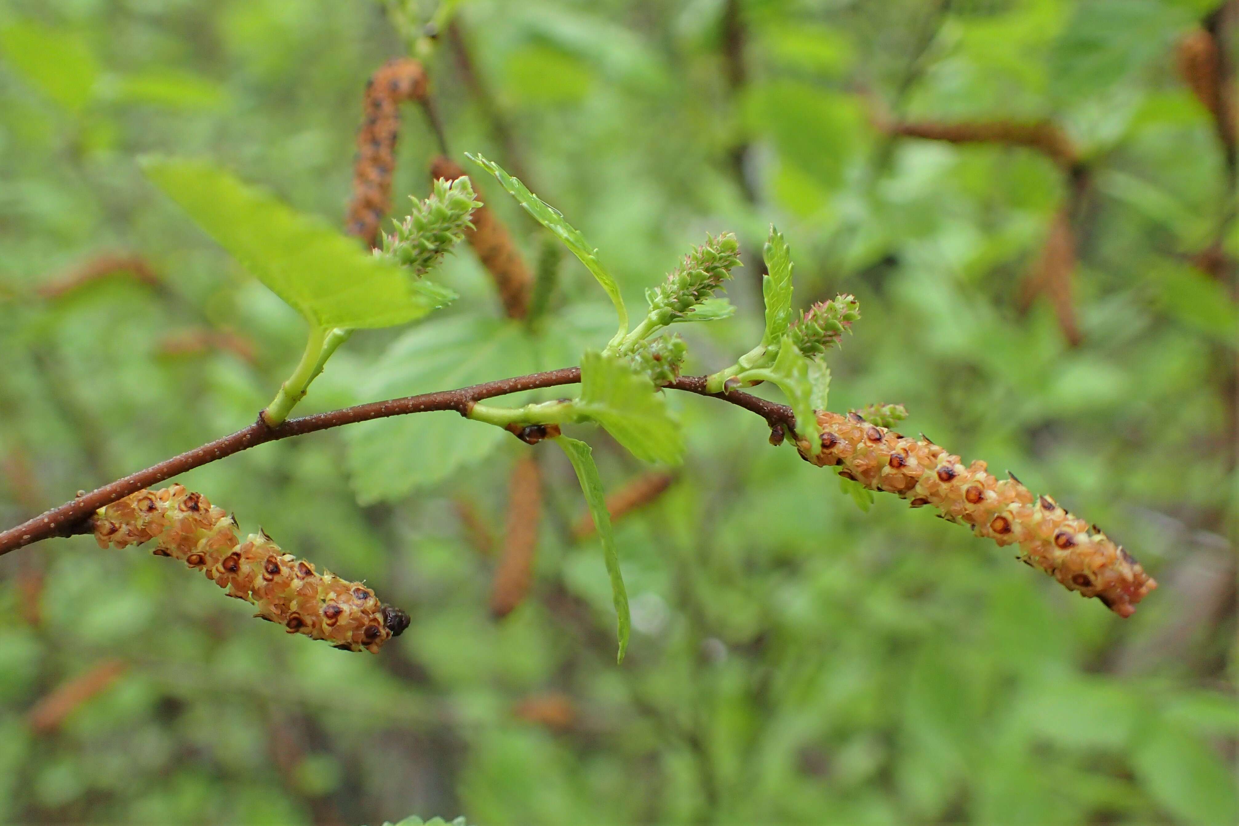 Image of Shrubby Birch