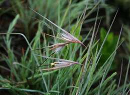 Image of Red grass