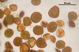 Image of andreaea moss