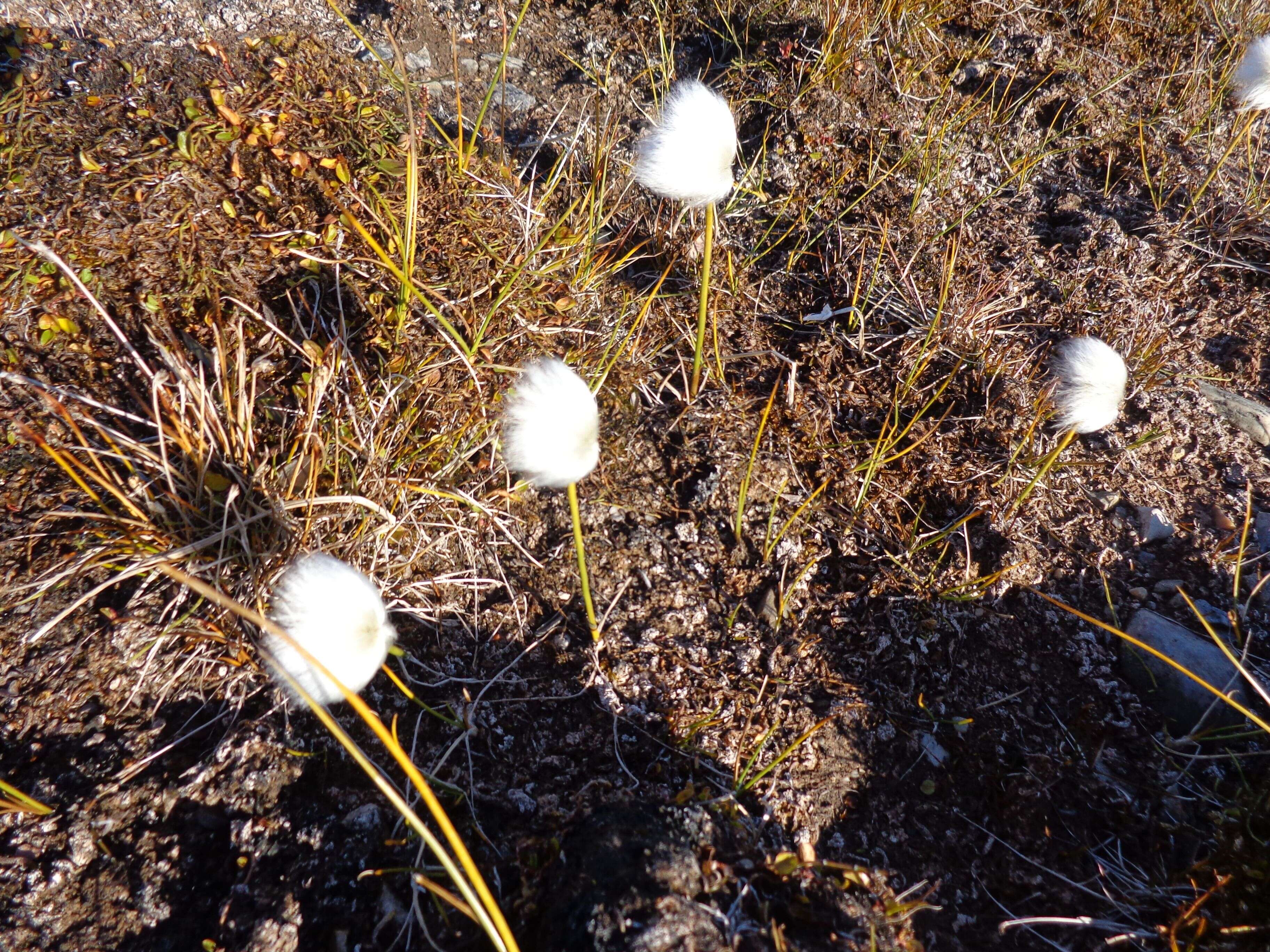 Plancia ëd Eriophorum scheuchzeri Hoppe