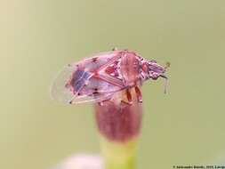 Image of Birch Catkin Bug