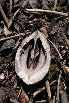 Image of shellbark hickory