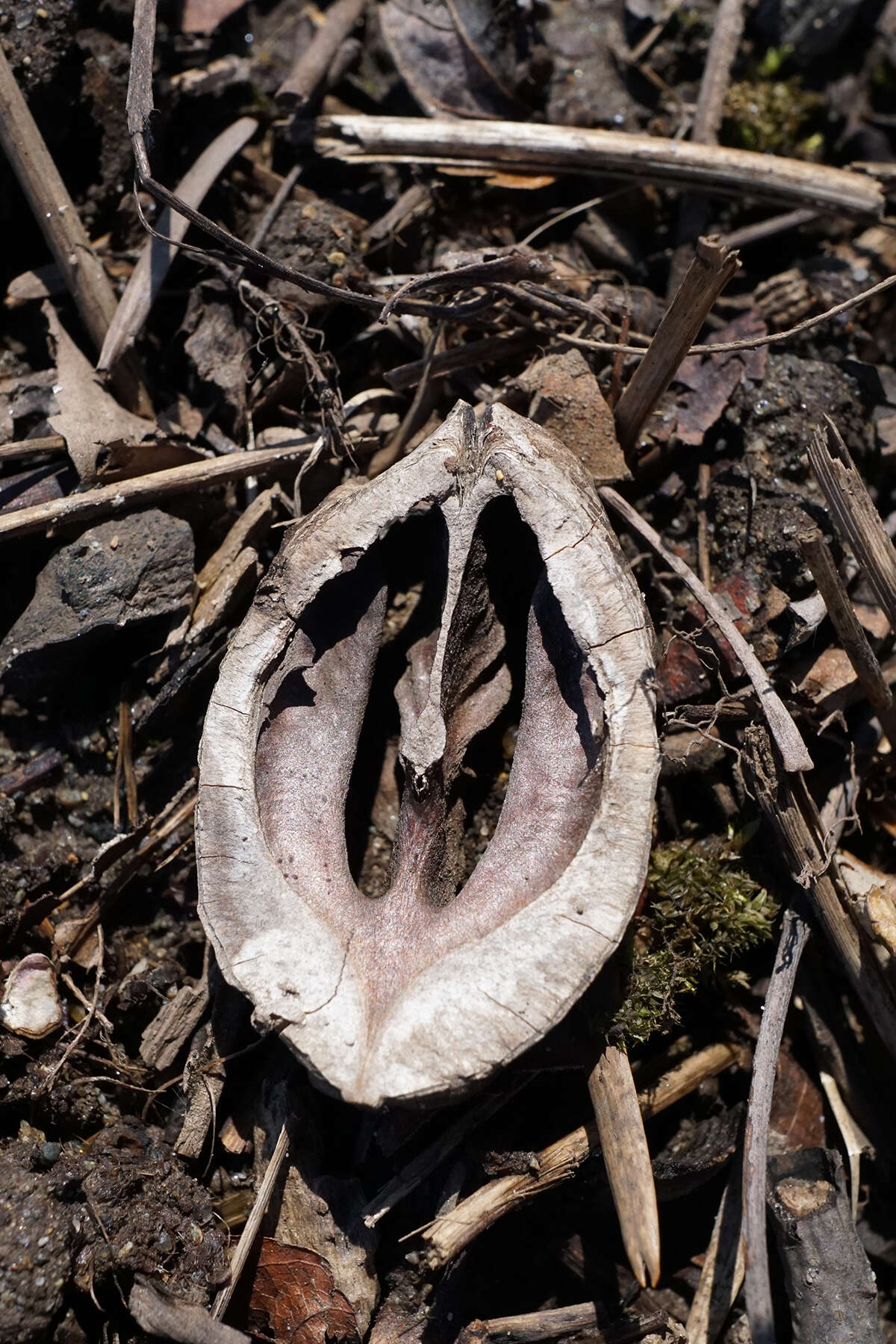 Image of shellbark hickory