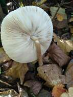 Macrolepiota mastoidea (Fr.) Singer 1951 resmi