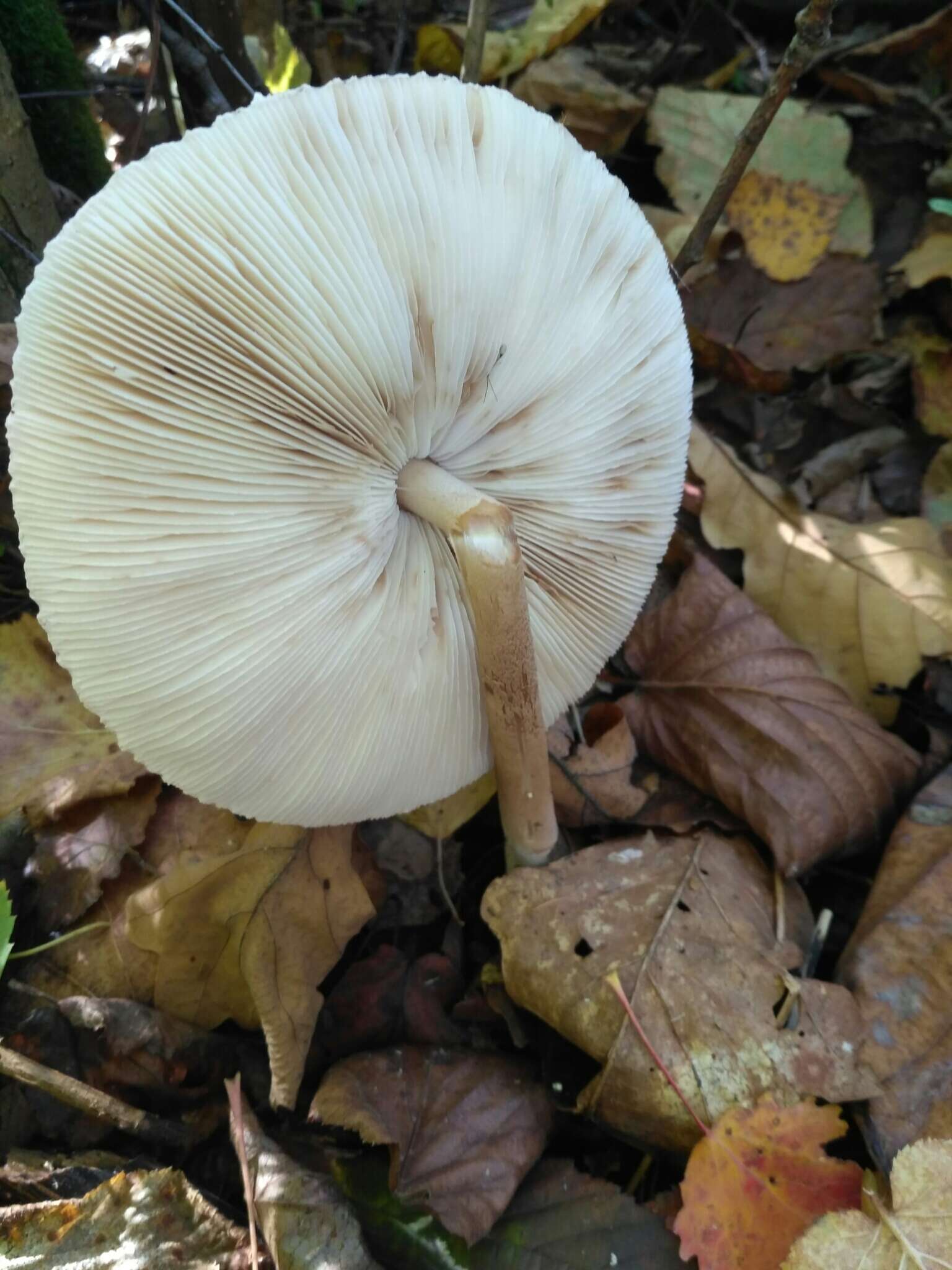 Слика од Macrolepiota mastoidea (Fr.) Singer 1951