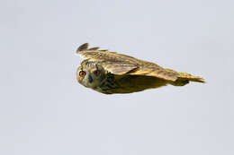 Image of Indian Eagle-Owl