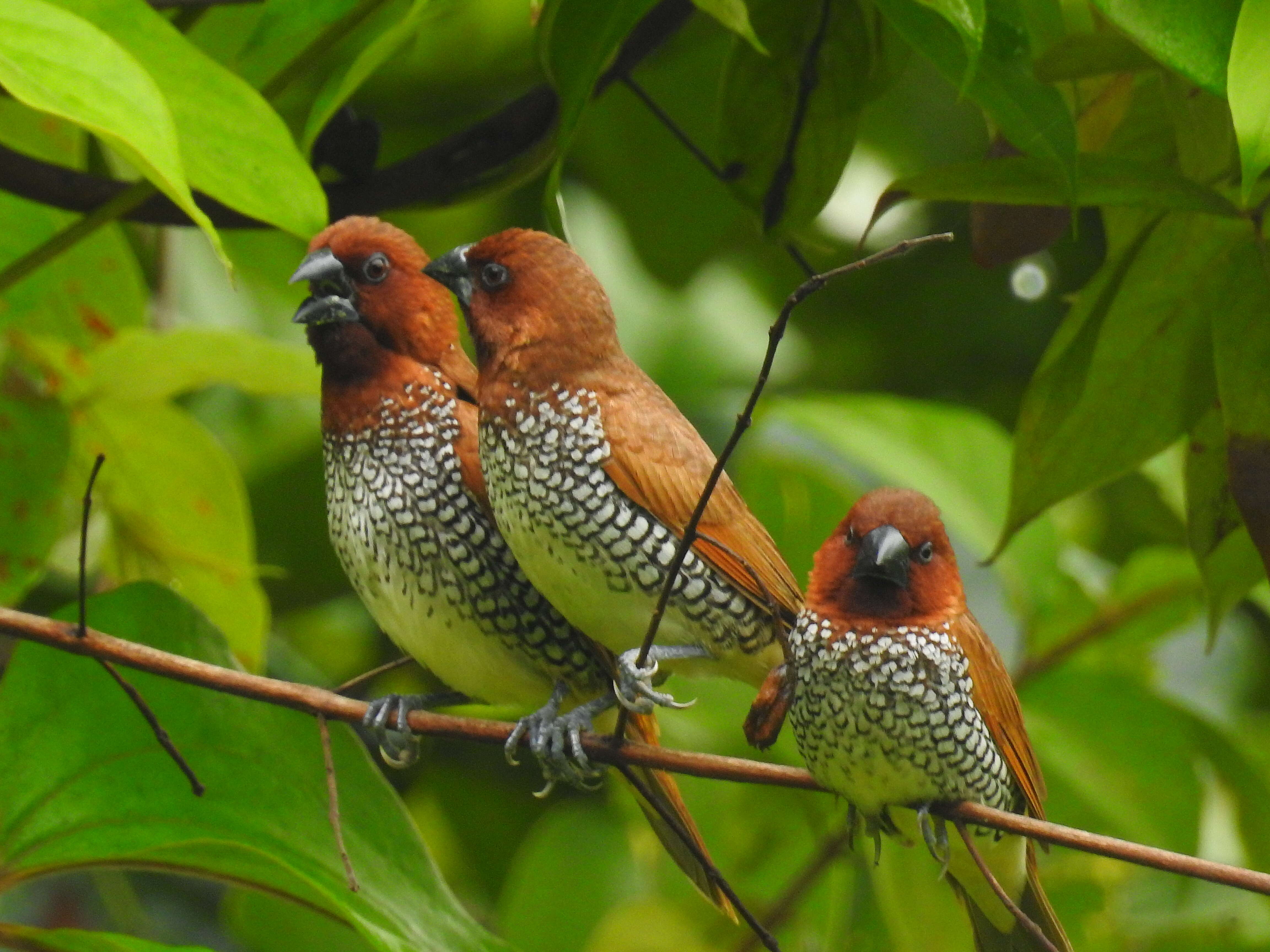 Image of Nutmeg Mannikin