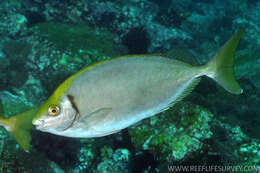 Image of Dusky rabbitfish