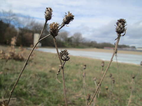 Image of spotted knapweed