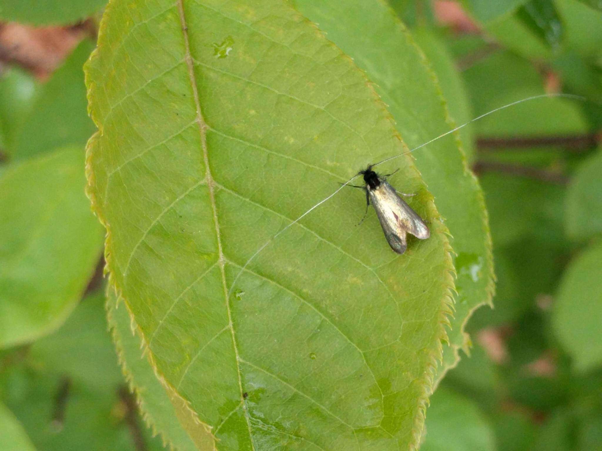 Image of Adela reaumurella