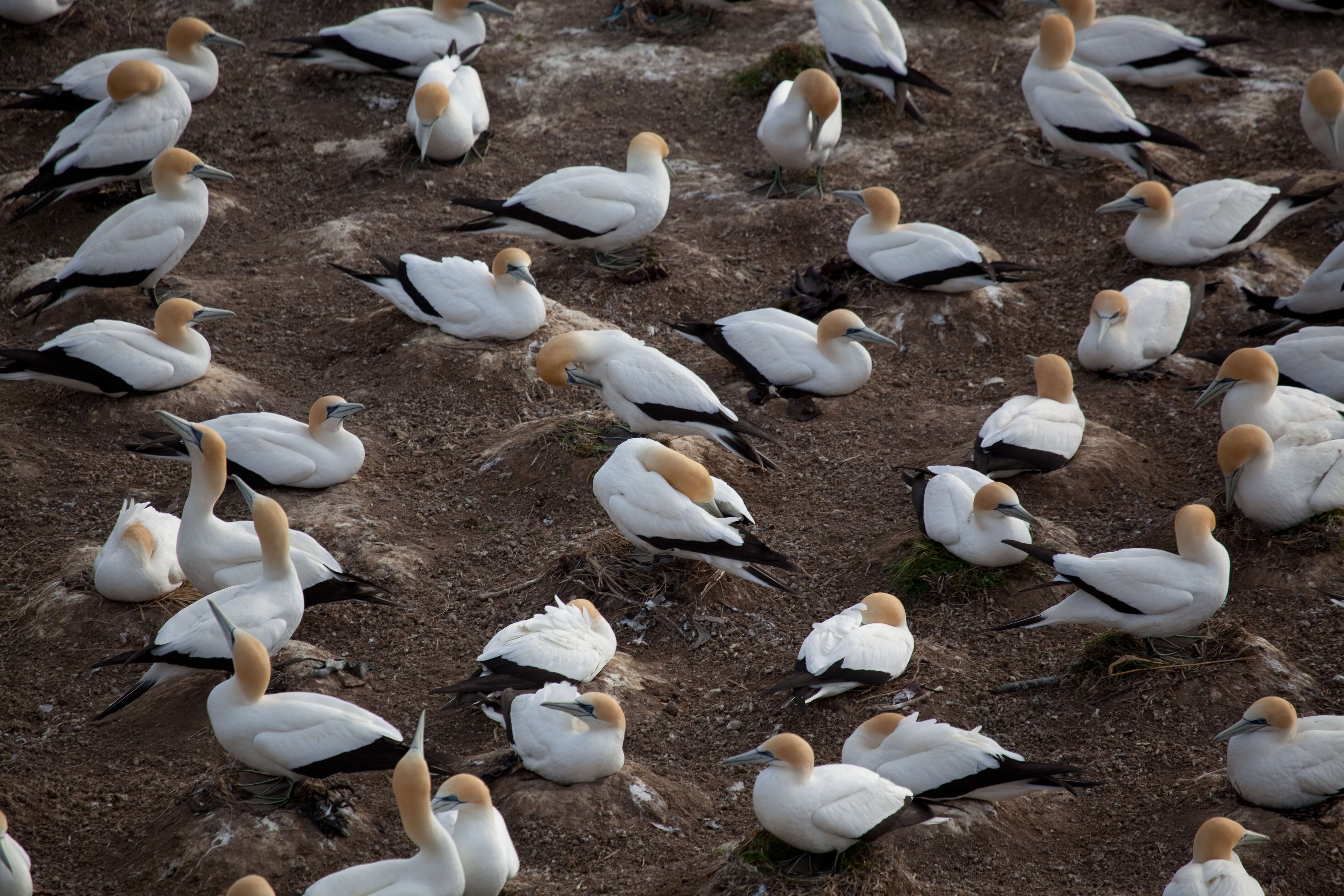 Image of Australasian Gannet