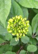 Image of Chinese ginseng