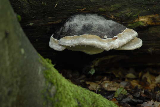 Image of Phellinus igniarius (L.) Quél. 1886