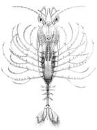 Image de Amphionides reynaudii (H. Milne Edwards 1833)