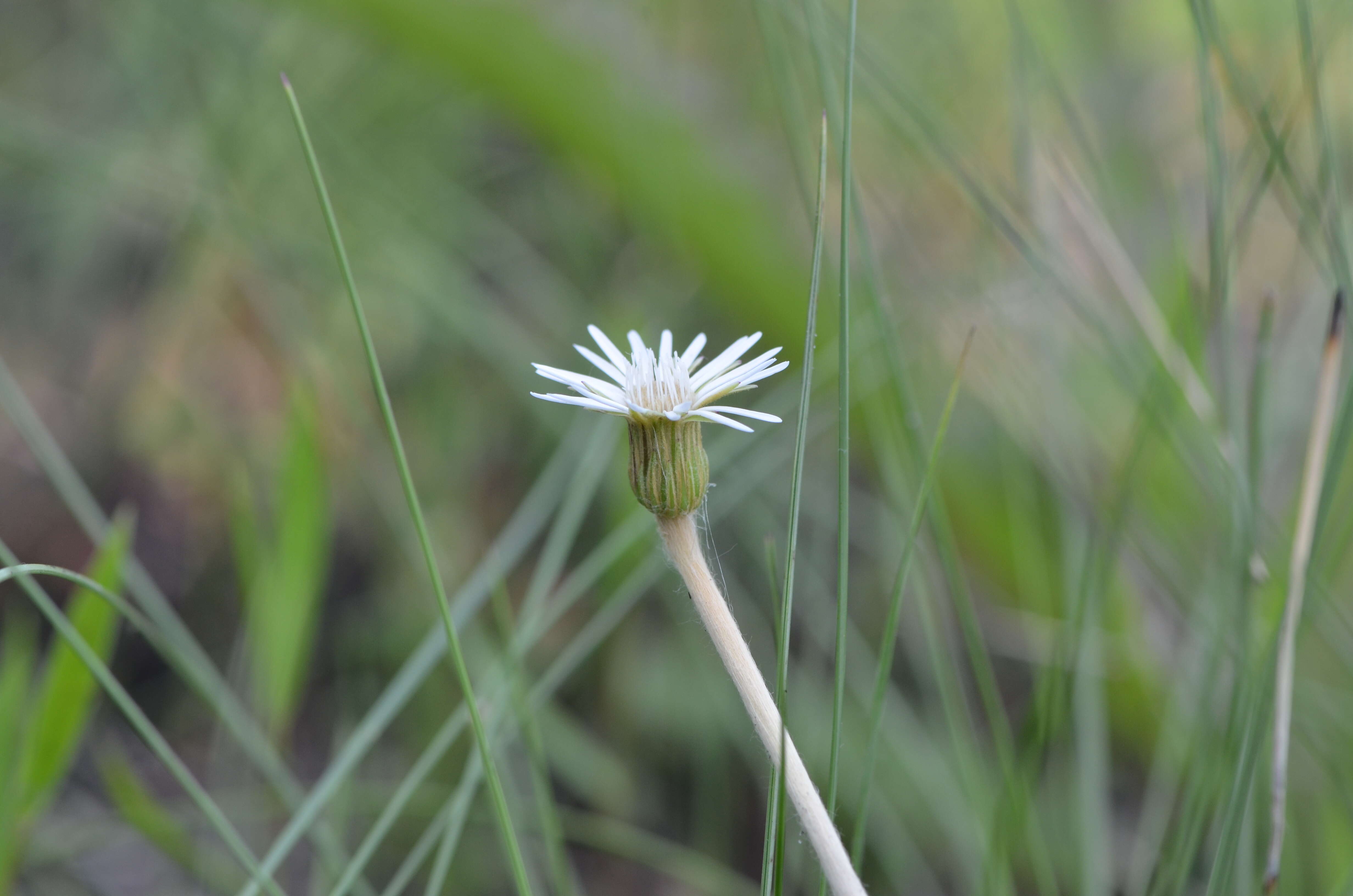 Image of woolly sunbonnets