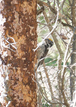 Image of American Three-toed Woodpecker