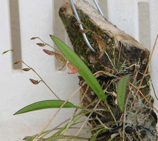 Image of Acianthera octophrys (Rchb. fil.) Pridgeon & M. W. Chase