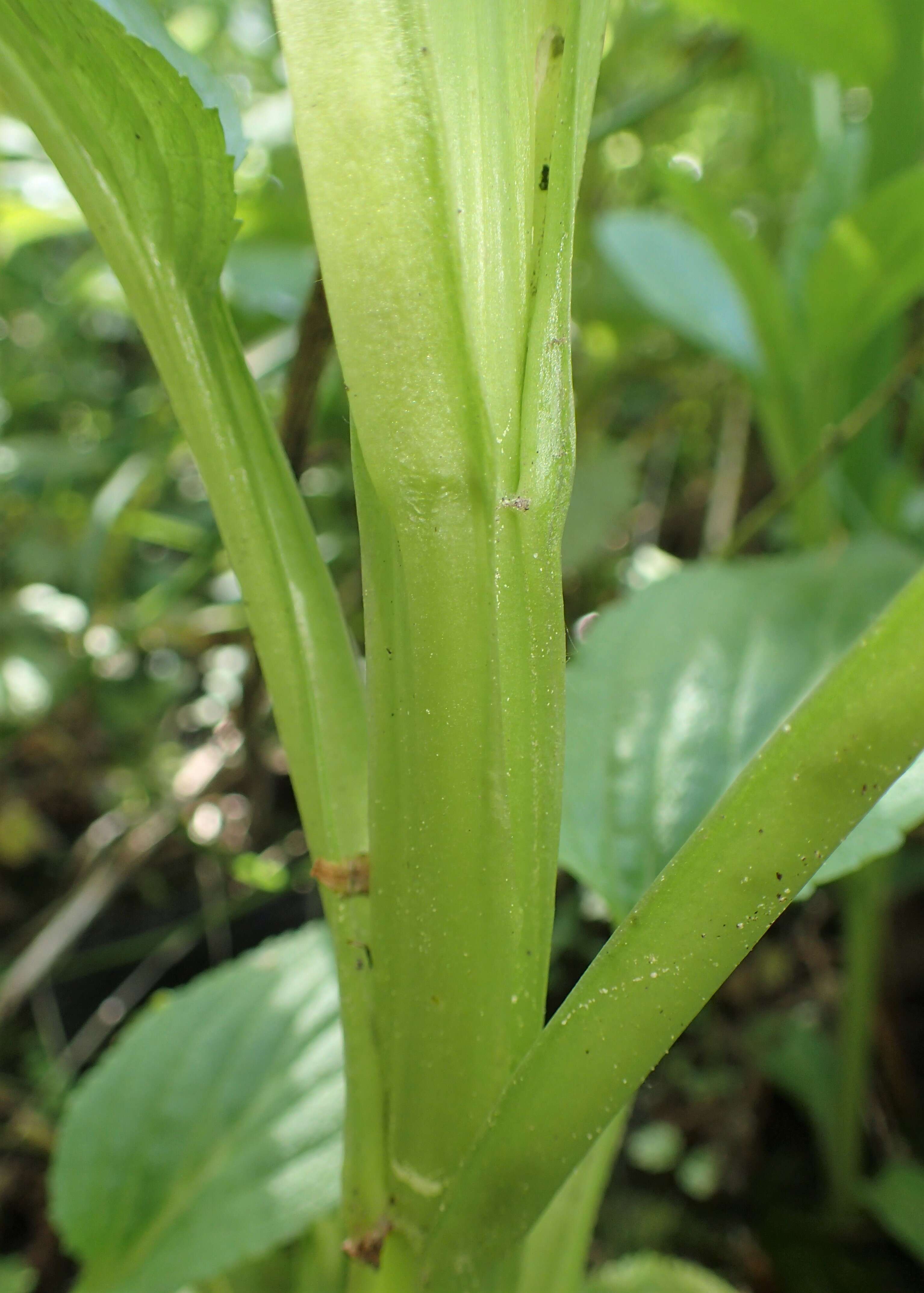 Imagem de Scrophularia umbrosa Dum.