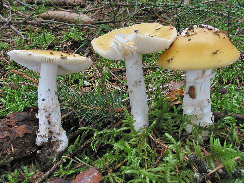 Image of gemmed Amanita