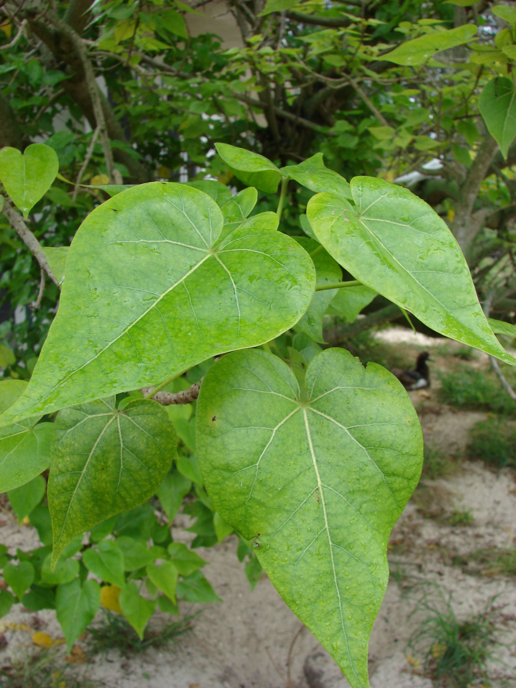 Image of Portia tree