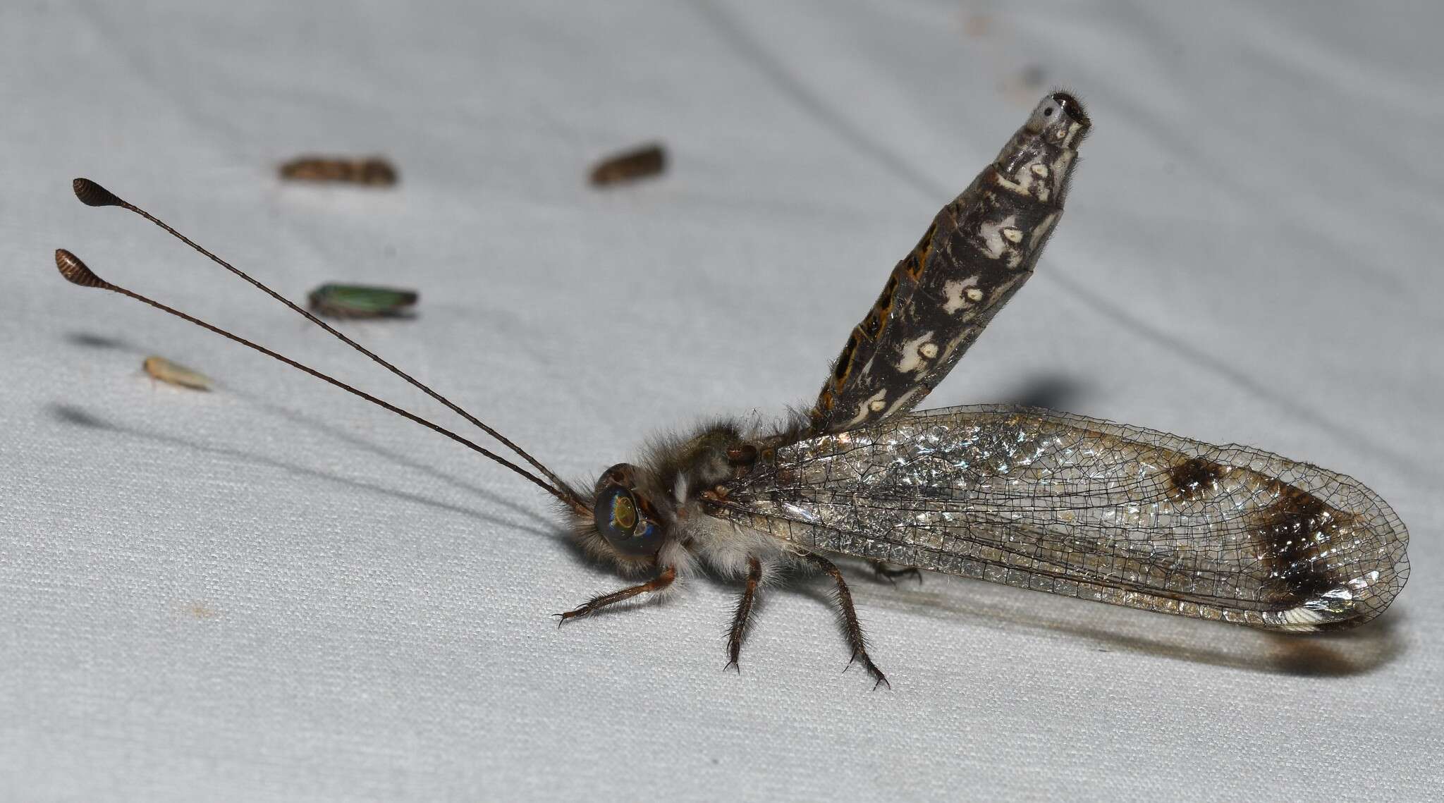 Image of Four-spotted Owlfly