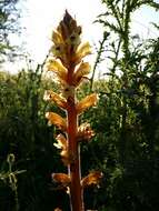 Imagem de Orobanche reticulata Wallr.