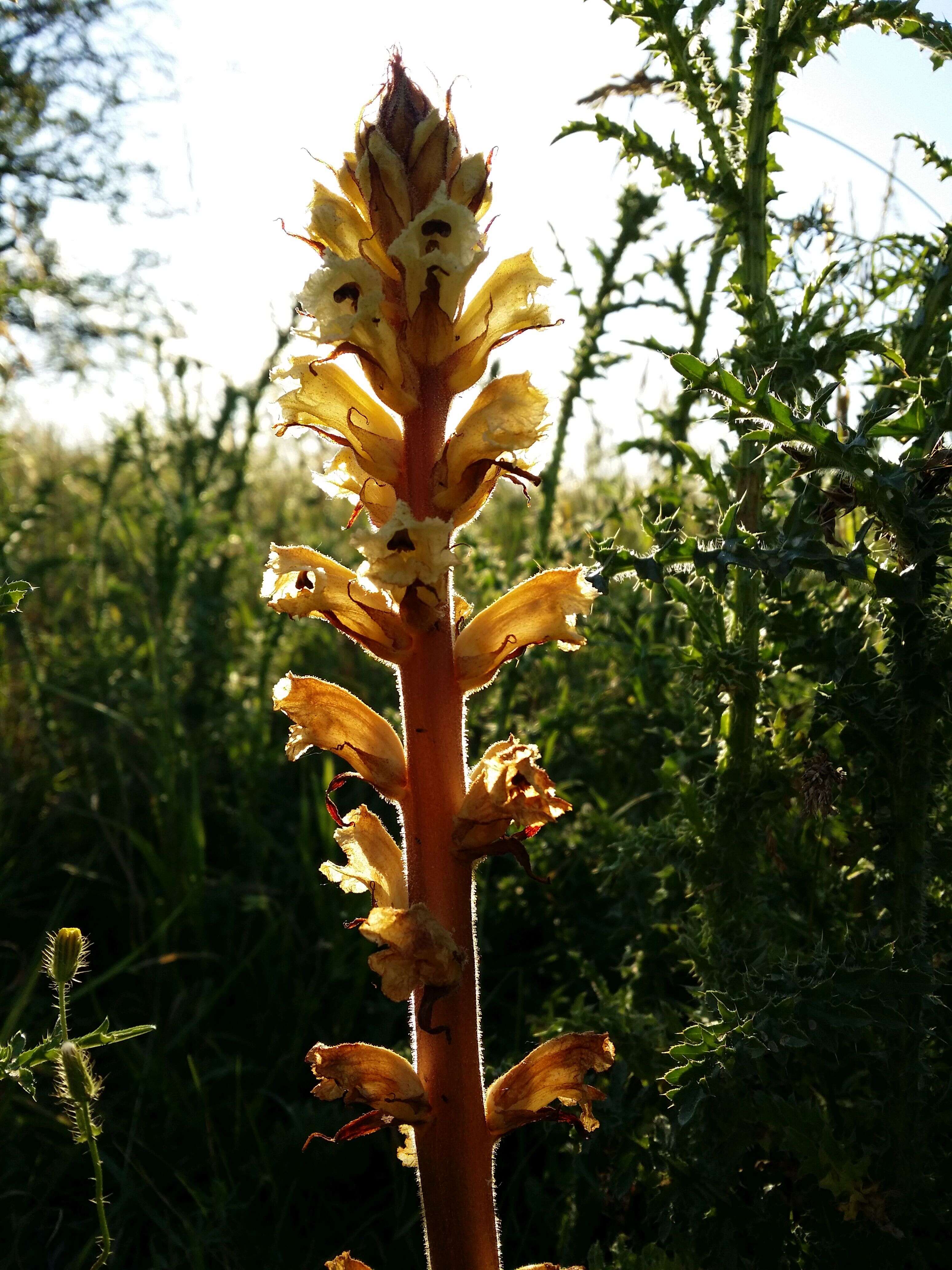 Imagem de Orobanche reticulata Wallr.