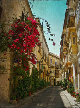 Слика од Bougainvillea