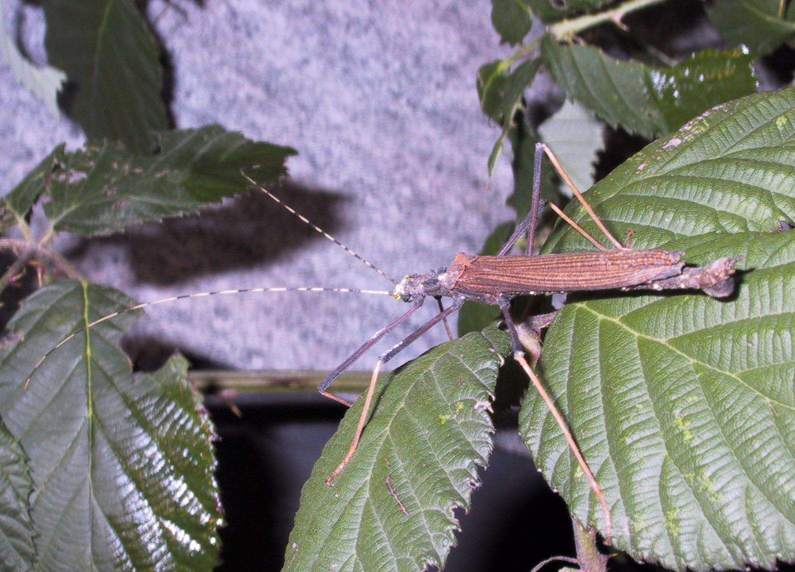 Image of striped walkingsticks