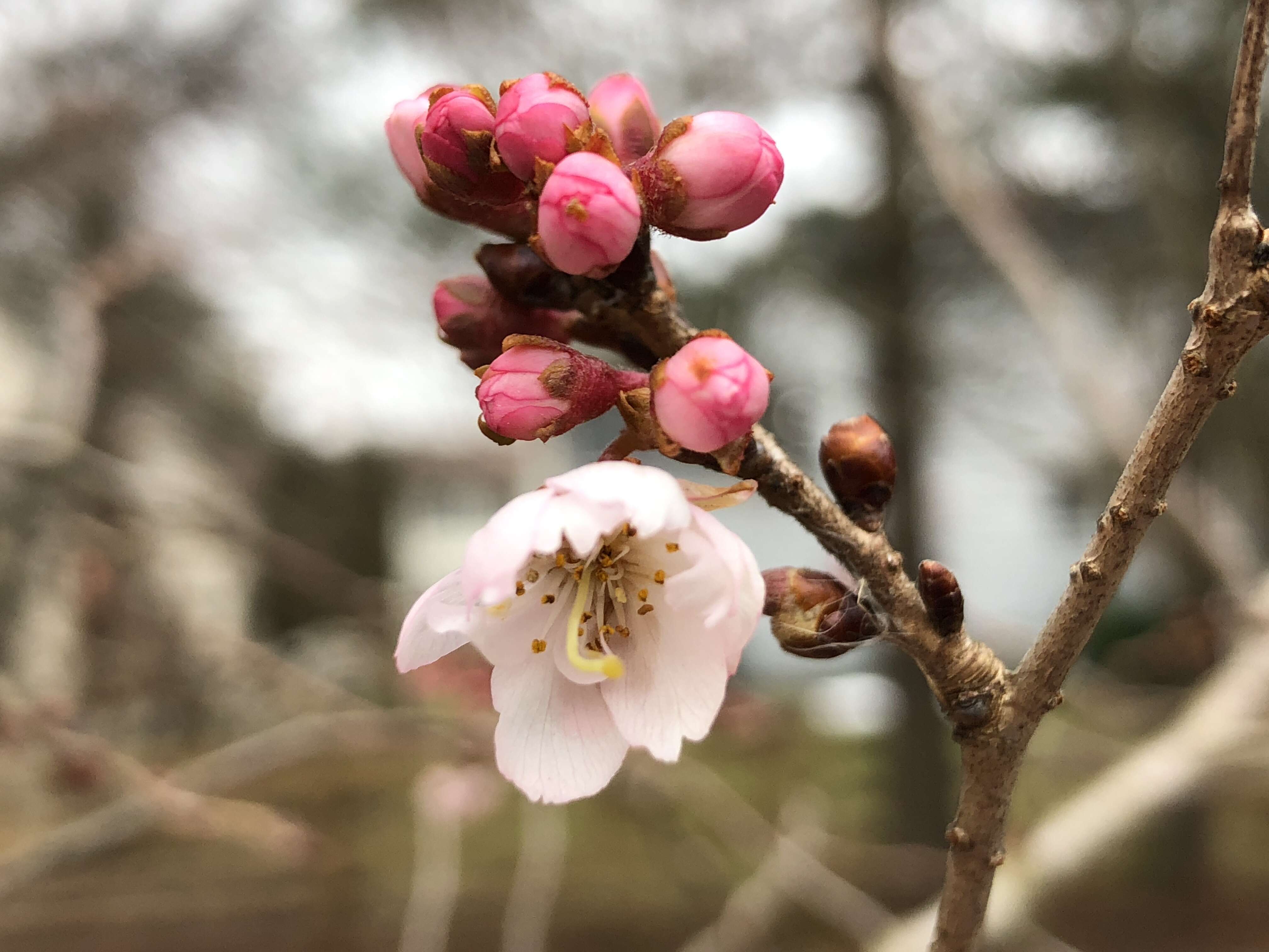 Plancia ëd Prunus subhirtella Miq.