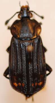 Image of Red-lined Carrion Beetle