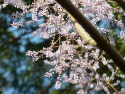 Image of Ginger Bush