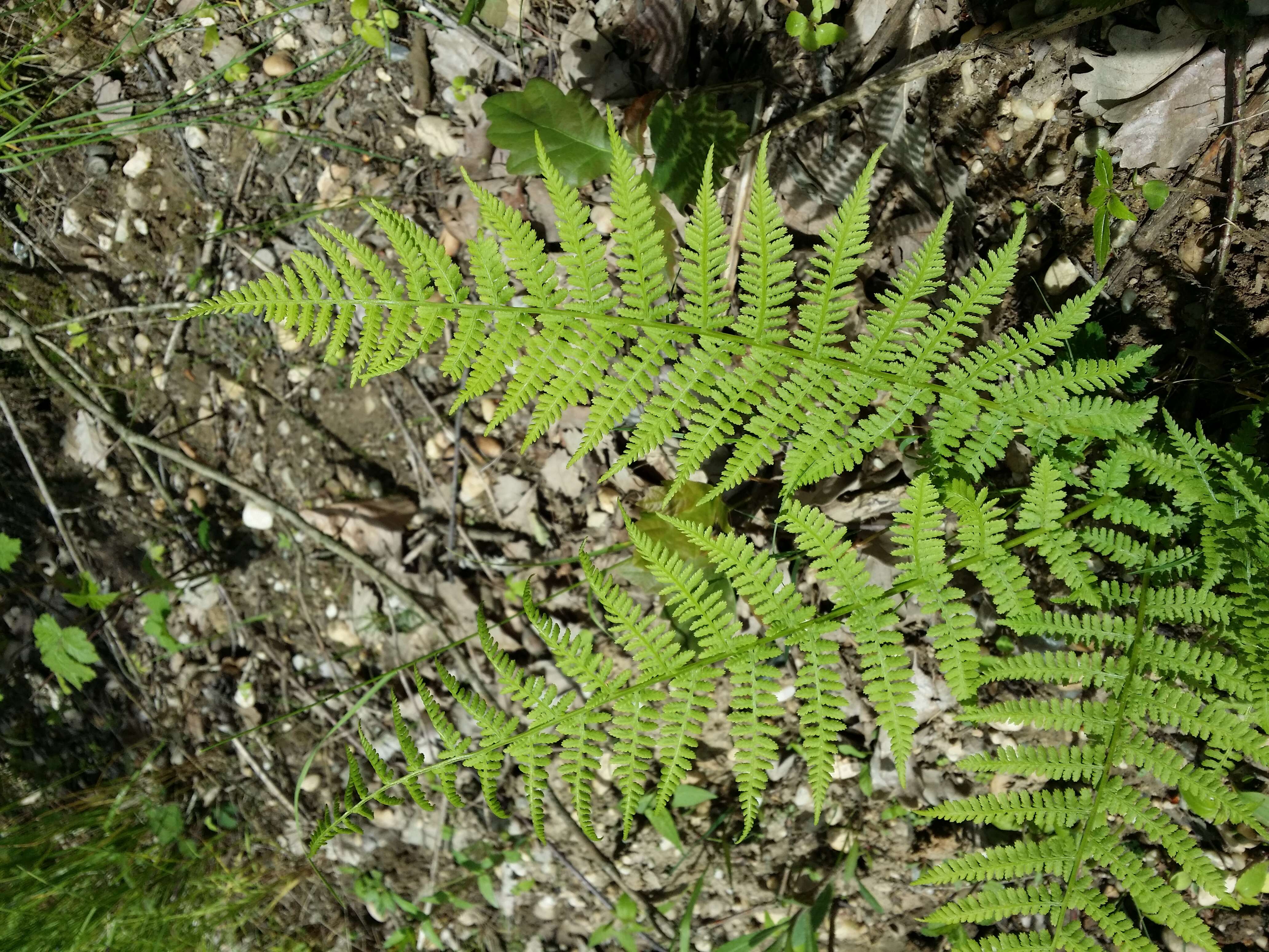 Image de fougère femelle