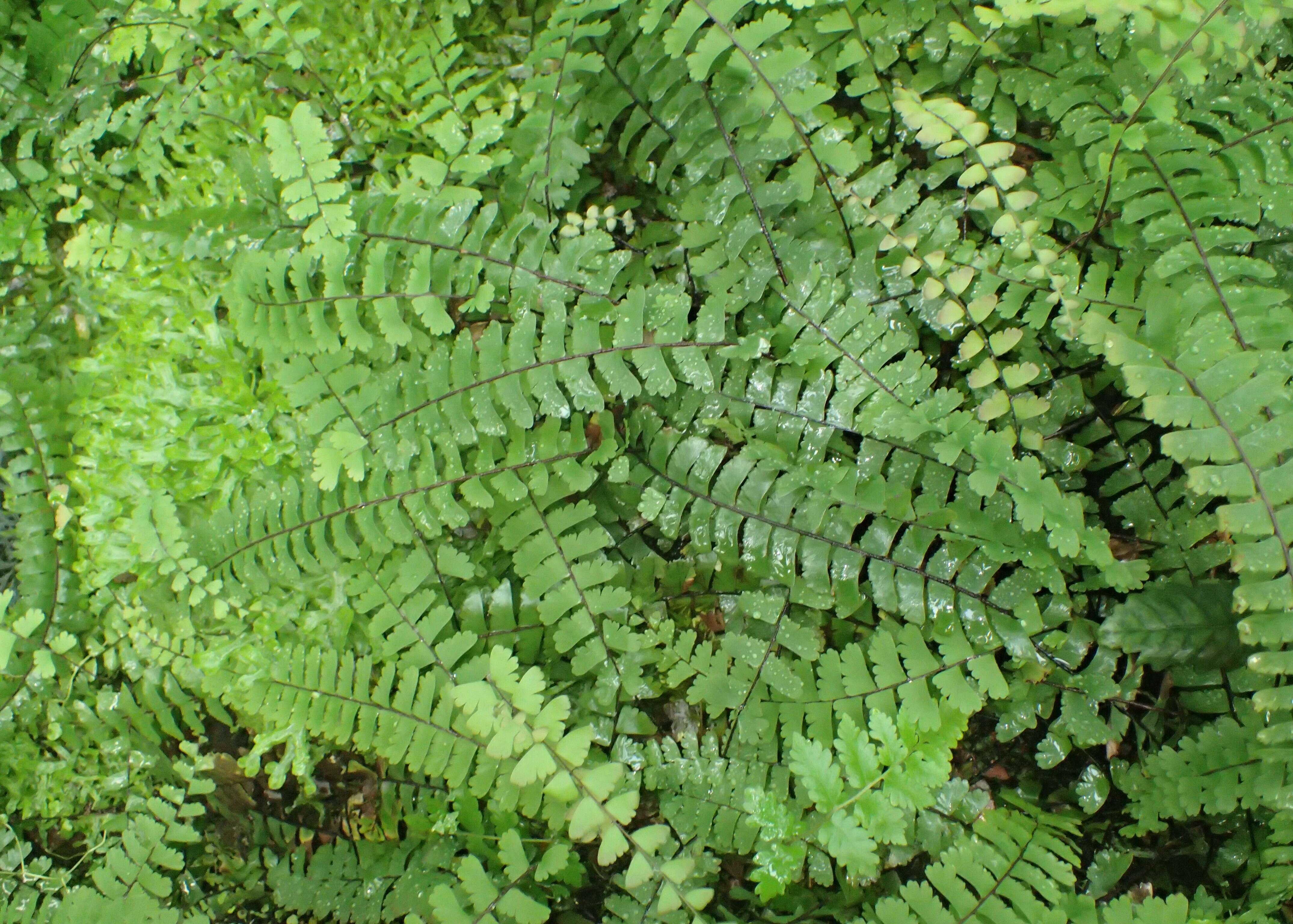 Image of Adiantum edgeworthii Hook.