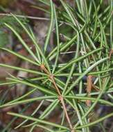 Image of umbrella-pine family