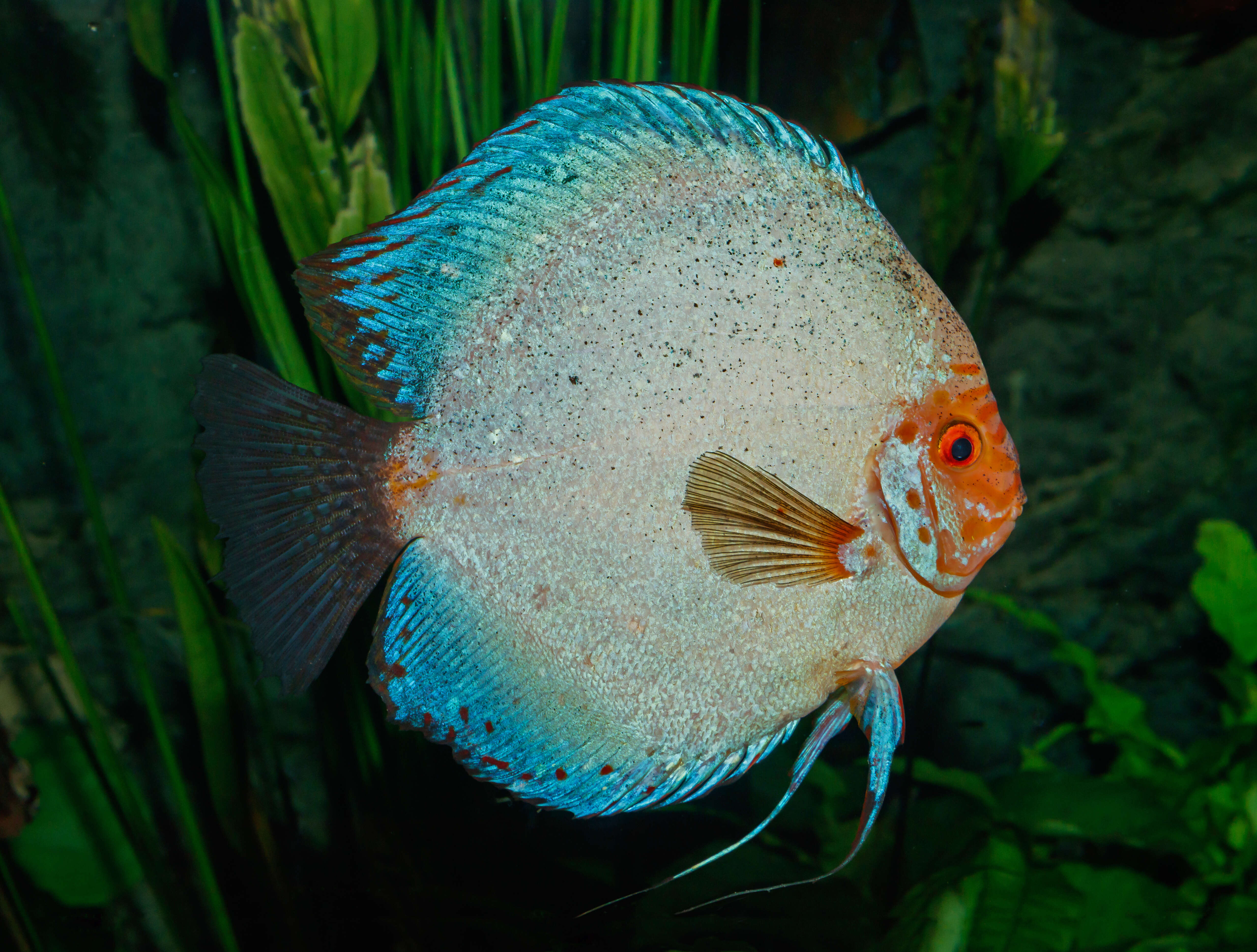 Image of Blue discus