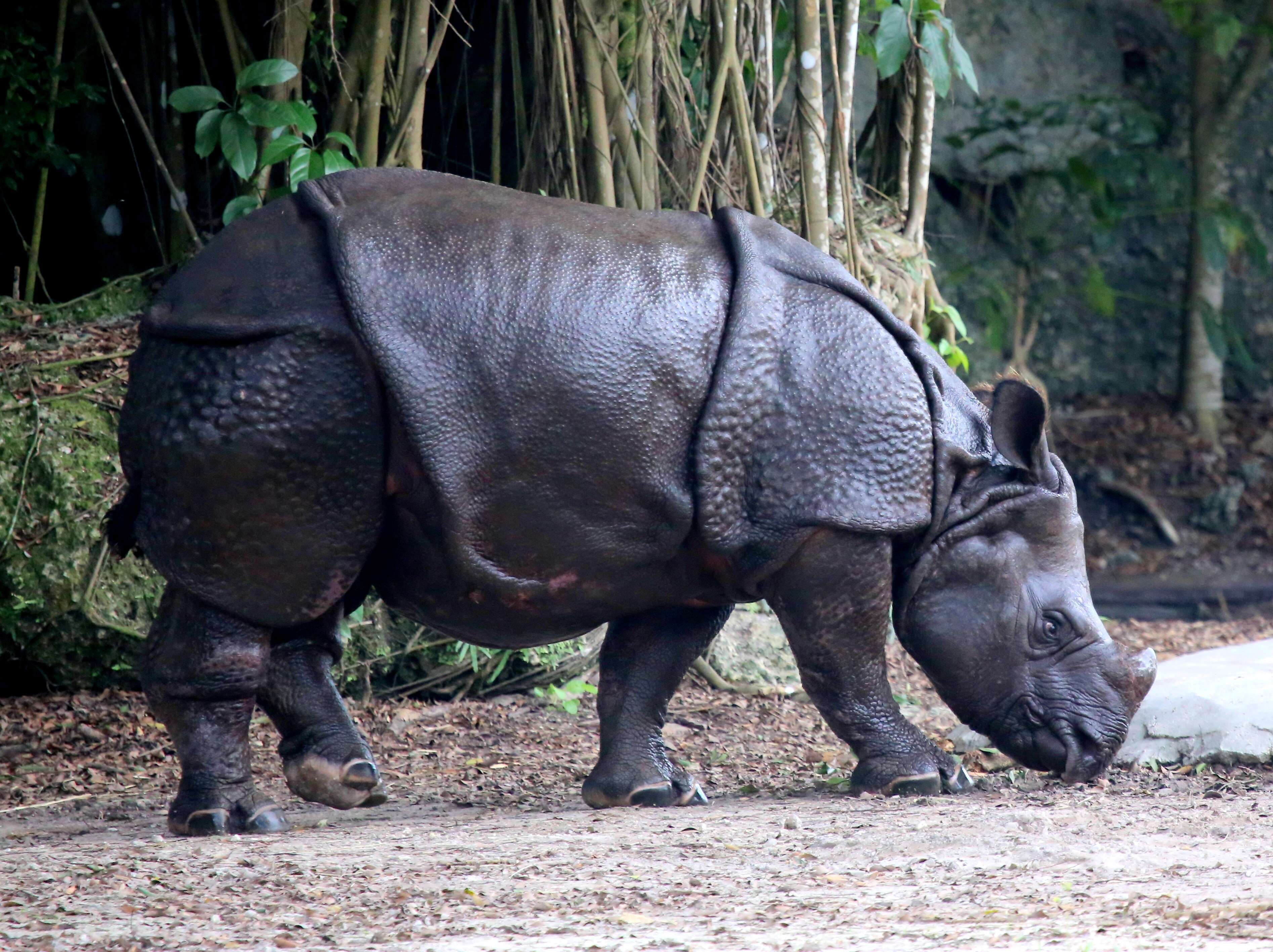 Image of Indian Rhinoceros