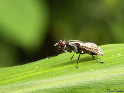 Image of signal flies