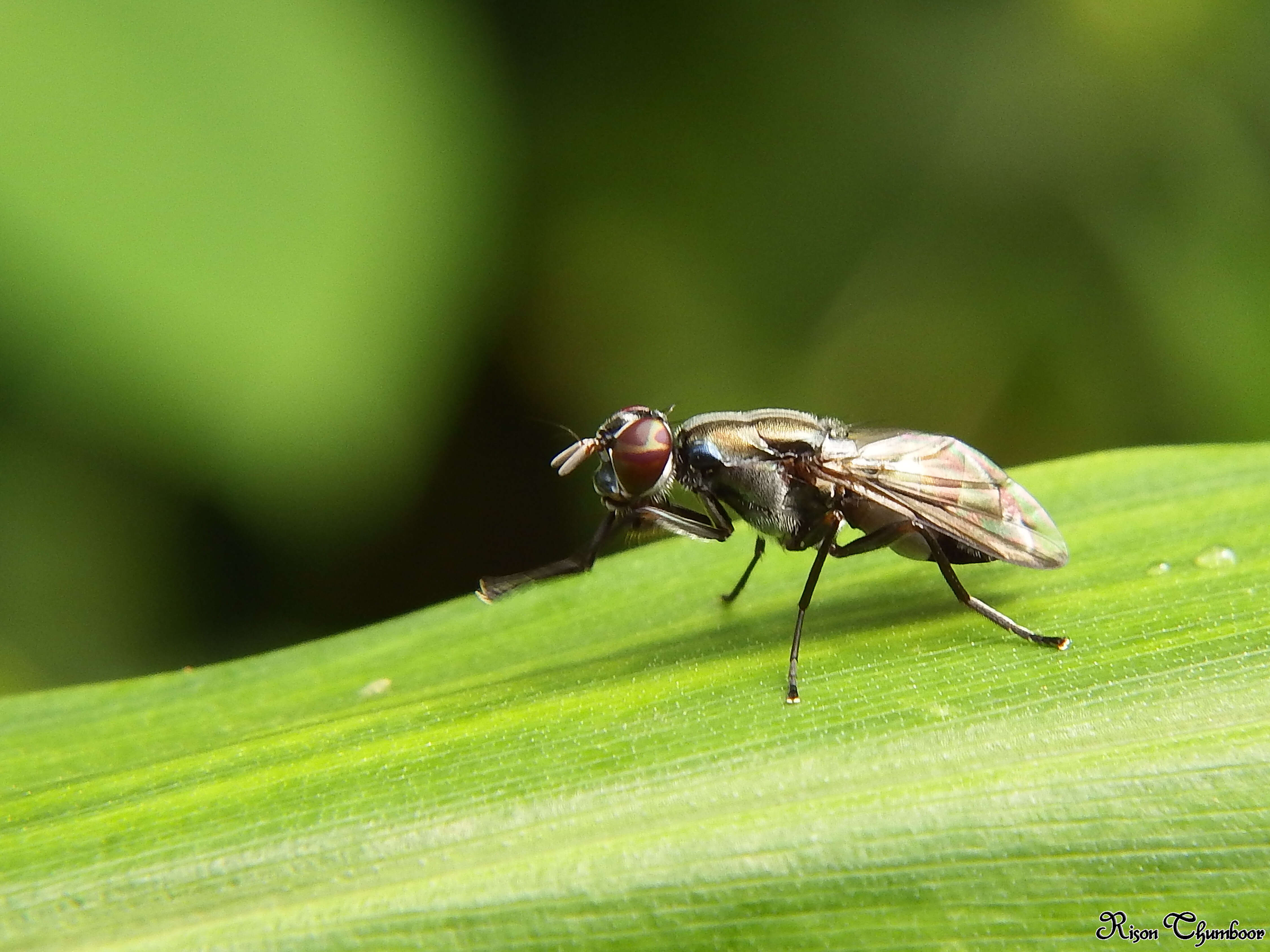 Image of signal flies