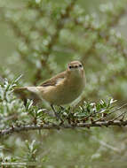 Image of Siberian Chiffchaff