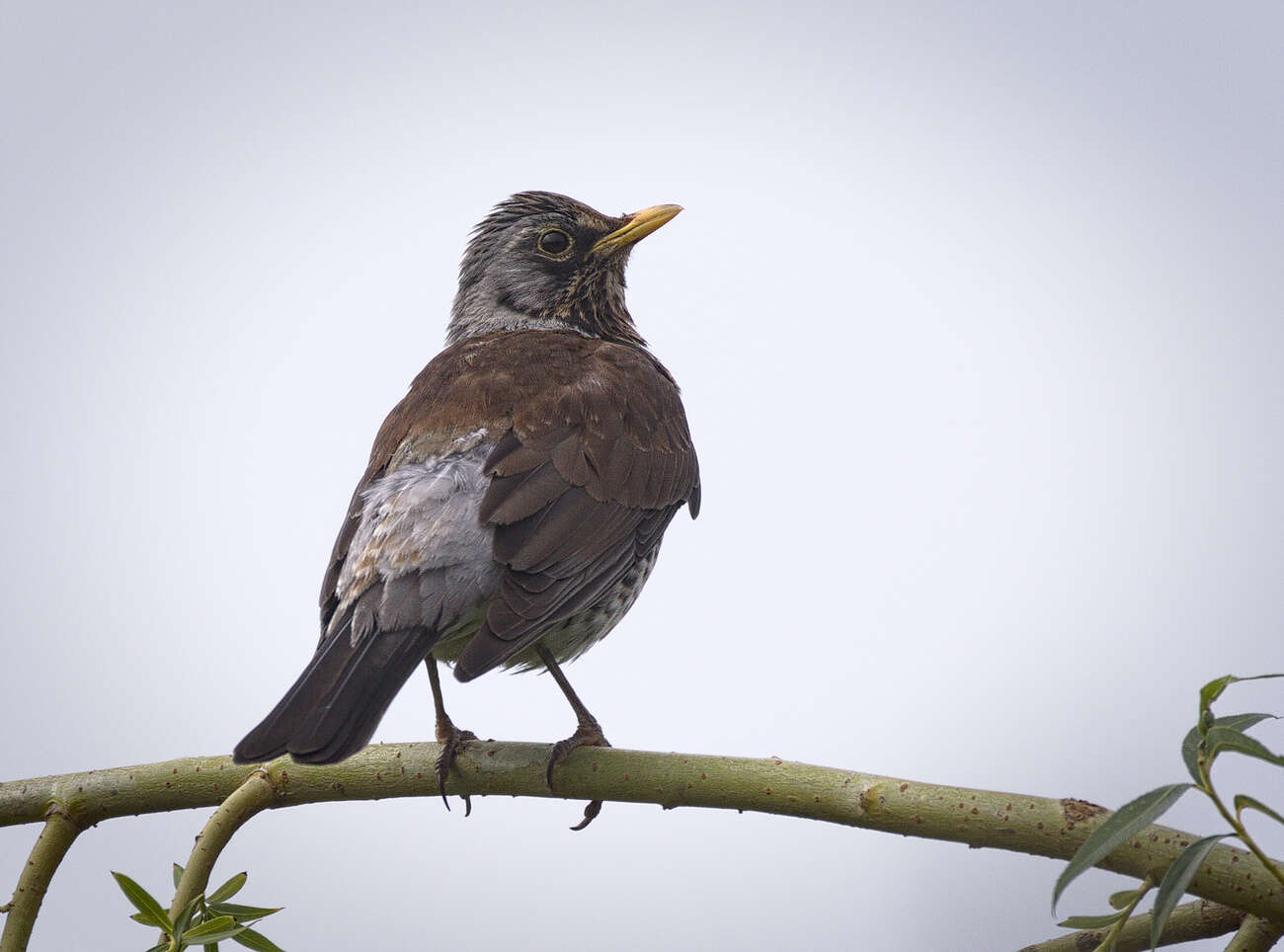 Image of Fieldfare