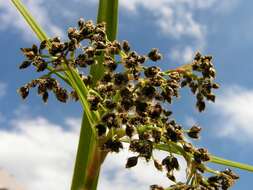 Слика од Scirpus sylvaticus L.